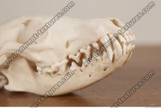photo reference of skull 0010